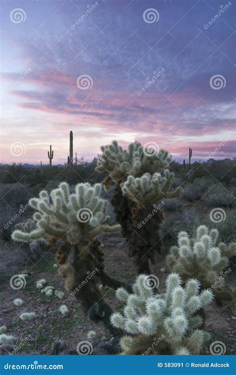 Sunset Over Sonoran Desert And Cholla Cactus Stock Image Image Of