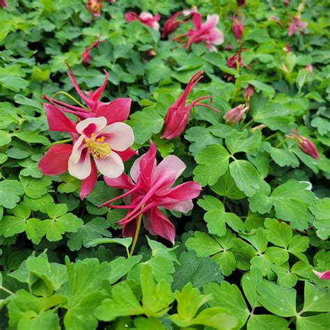 Aquilegia X Hybrida Pas Aquilegia Earlybird Red White From