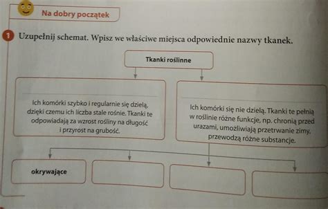 Uzupe Nij Schemat Wpisz We W A Ciwe Miejsca Odpowiednie Nazwy Tkanek