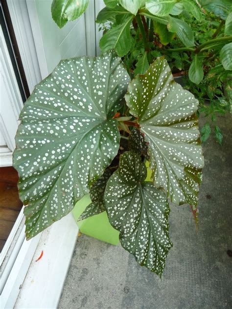 Домашние цветы с большими листьями (77 фото) - фото - картинки и ...