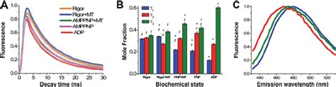 Time Resolved Fluorescence Of Mbbr Labeled W127c Under Rigor Orange Download Scientific