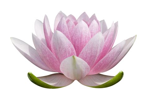 Download Lotus Transparent Background Transparent Background Lotus ...