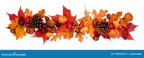 Borde Oto Al De Hojas Coloridas De Oto O Nueces Y Conos De Pino Por