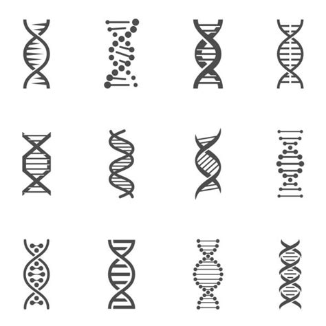 1000 Dna Streng Zwart Wit Stockillustraties Royalty Free Vector