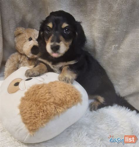 Dachshund Puppies for sale