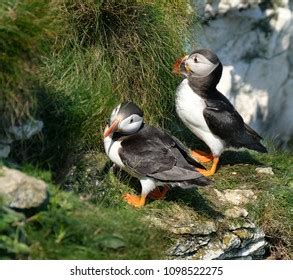 Puffin Standing Guard Green Grass Skomer Stock Photo 565556311 | Shutterstock