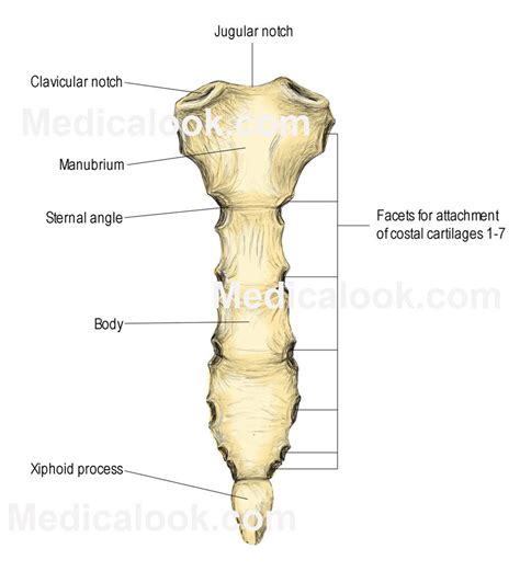 Sternum Diagram Quizlet