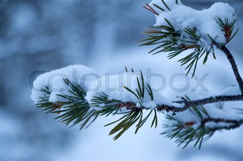 Winter forest. Snowy pine branch ... | Stock image | Colourbox