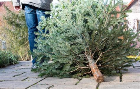 Que Faire De Son Sapin Apr S Les F Tes L Agglo De La Roche Sur Yon