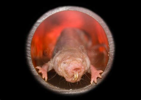 Naked Mole Rats Stock Image Image Of Desert Africa
