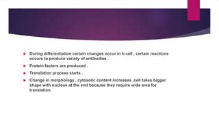 Bcell Activation Differentiation And Memory Ppt