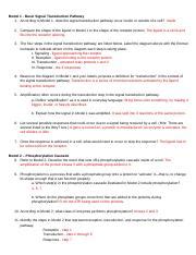 Cell Communication Pogil Signal Transduction Pathways Docx Model