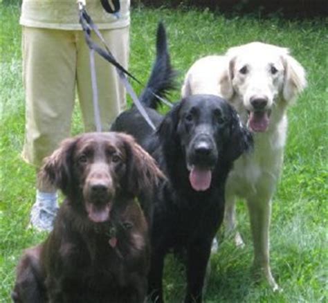 Flat-Coated Retriever - Dogs Photo (27239833) - Fanpop