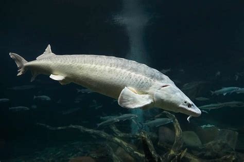 world record sturgeon discover  largest sturgeon  caught