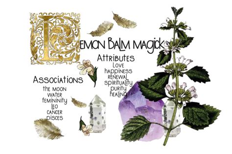 The Brilliant Magickal Properties Of Lemon Balm The Balm Magick