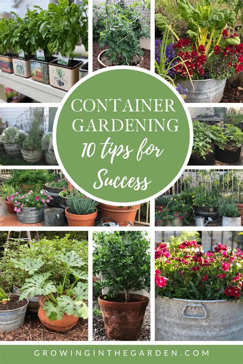 Container Gardening For Beginners 10 Steps For Success Patio Container Gardening Gardening