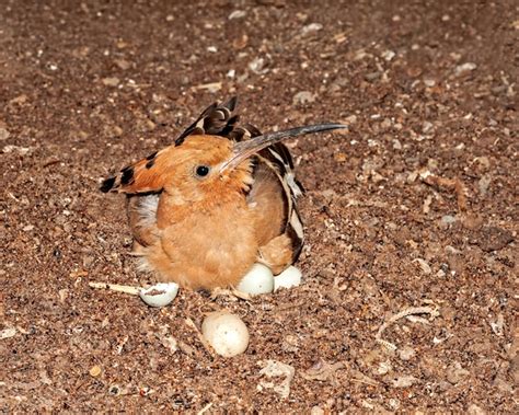 Premium Photo | A common hoopoe sitting on its eggs in the nest