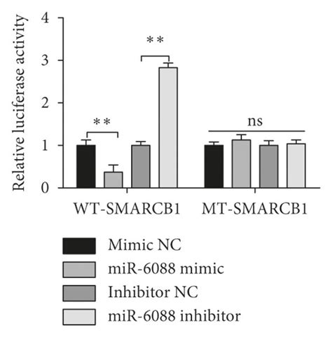 Meg Interacts With Mir To Regulate Smarcb Note Pcdna