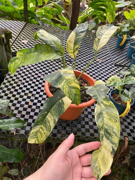 Epipremnum Giganteum Variegated Furniture Home Living Gardening