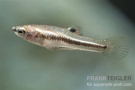 Platy Xiphophorus Maculatus Steckbrief Und Haltung