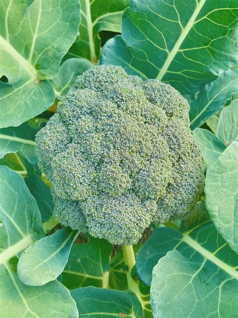 How To Grow Broccoli From Seed