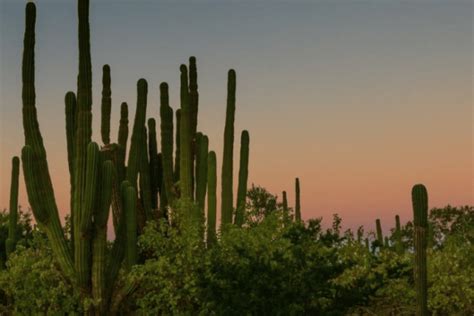 Guía completa para el riego de suculentas Succulent Avenue