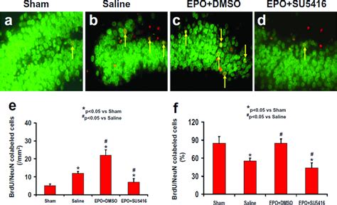 Effect Of Epo And Su On Neun Brdu Positive Cells In The Ipsilateral