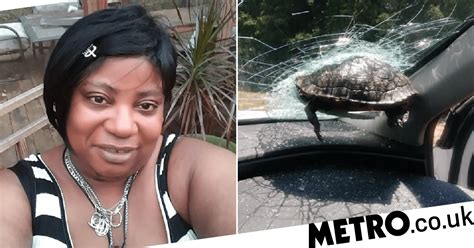 Turtle Smashes Through Car Windshield And Nearly Decapitates Passenger