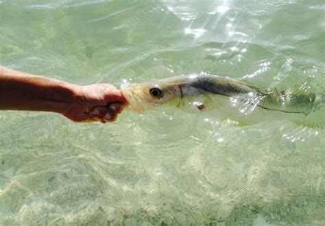 Tips for Wonderful and Extremely Enjoyable Deep Sea Fishing