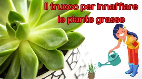 Piante Grasse Sai Annaffiarle Nel Modo Giusto Come Avere Risultati