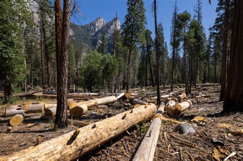 Cambio climático 10 de los bosques más protegidos del mundo emiten más