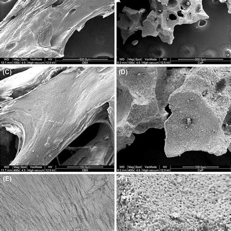 Sem Images Of A C E Dfdba And B D F Bcp Particles At