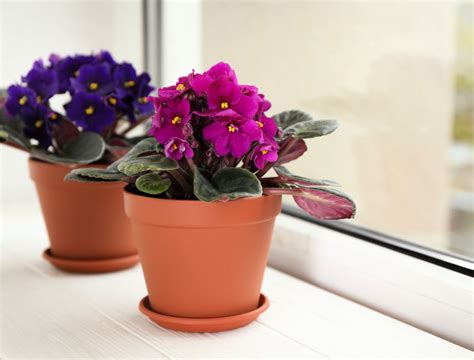 popular houseplants