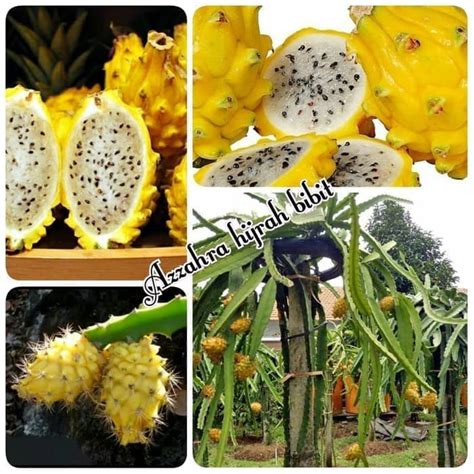 Gambar Buah Naga Kuning Pulp