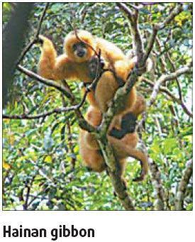 Hainan black crested gibbon - Alchetron, the free social encyclopedia