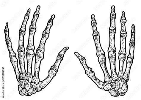 Human hand skeleton illustration, drawing, engraving, ink, line art, vector Stock Vector | Adobe ...