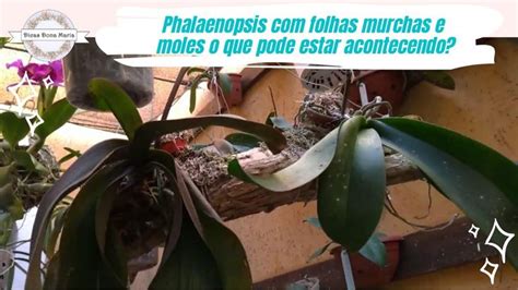 Dicas Dona Maria Phalaenopsis Folhas Murchas E Moles O Que Pode