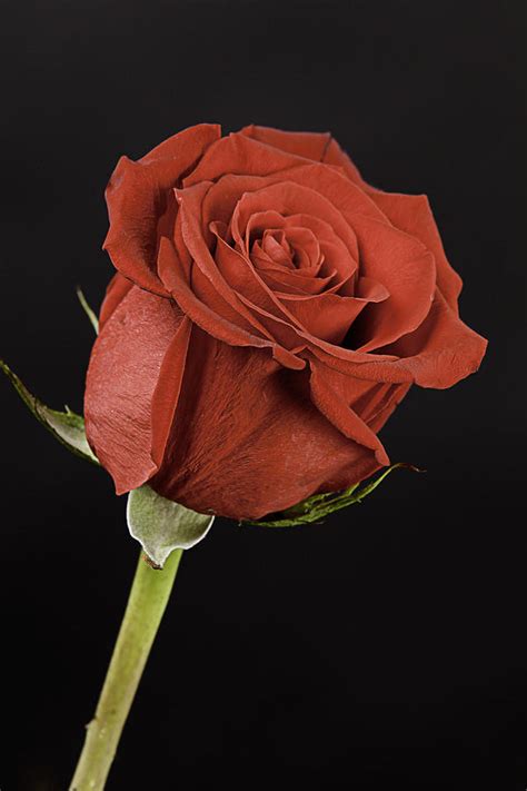 Sharp Red Rose On Black Photograph By M K Miller Fine Art America