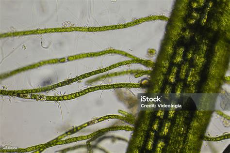 Algae Microscopic View Stock Photo - Download Image Now - Leaf ...