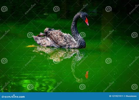 Cisne Preta Rara Imagem De Stock Imagem De Selvagem 121921911