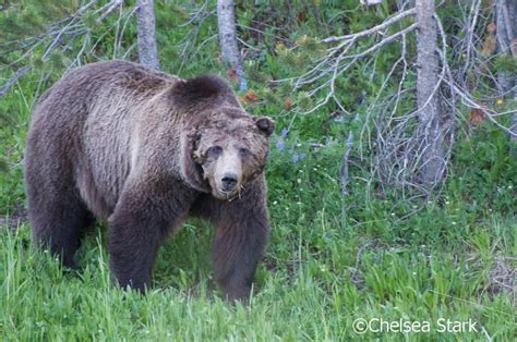 Scarface Yellowstone National Park Chelsea Stark Blind Photography