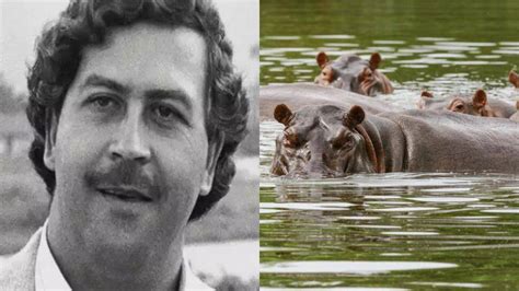 Les Descendants D Hippopotames Appartenant Au Roi De La Drogue Pablo