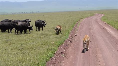 Búfalos contra leones YouTube