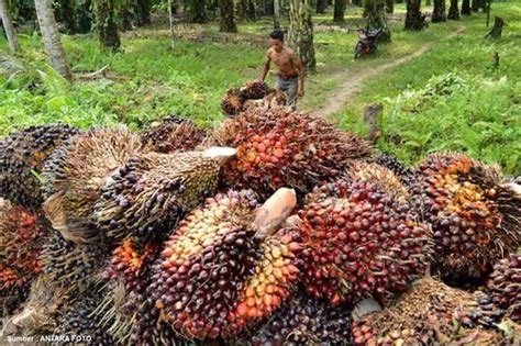 Berita Sawit Pada Periode November Justru Ini Yang Terjadi