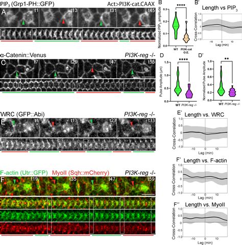 Pten Pi K And Ptdins P Dynamics Control Pulsatile Actin