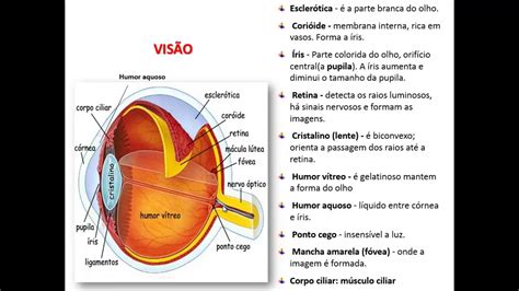 O Que Nervo Optico Do Olho Sobre Os Olhos