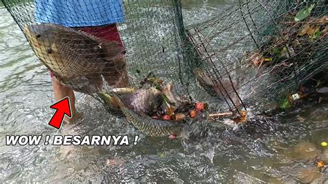 SUNGGUH DILUAR DUGAAN NGAK NYANGKA PENUNGGU SUNGAI INI IKAN BESAR