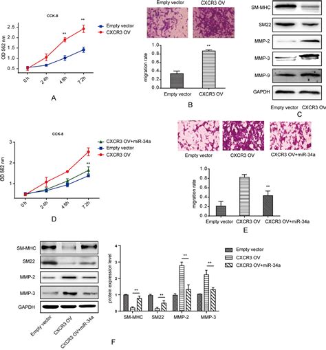 Scielo Brasil Mir A Regulates Phenotypic Modulation Of Vascular