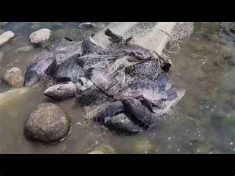 How To Throw A Cast Net Cast Netting Lots Of Fish Amazing Cast Net