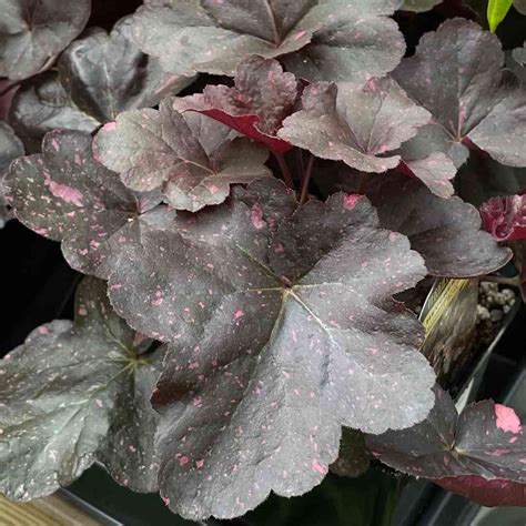 Heuchera Midnight Rose | Tend Greenpoint